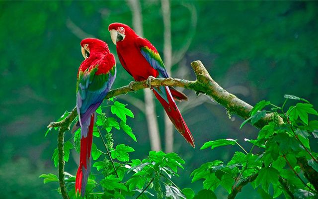 Bird Watching Tours Costa Rica