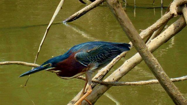 Cano Negro Birdwatching