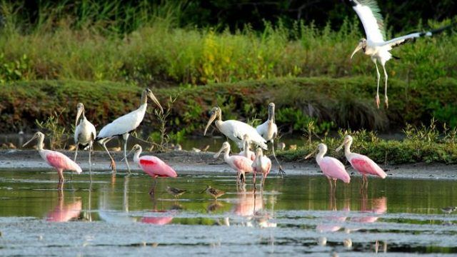 caribbean best birding costa rica