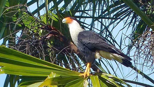 cerro de la muerte birdwatching