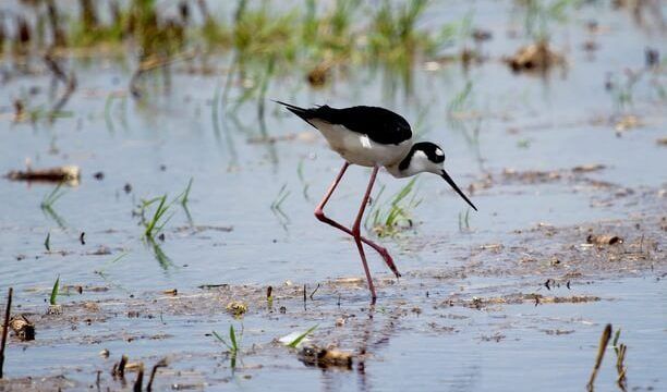 Marsh Stream Birds Birdwatching