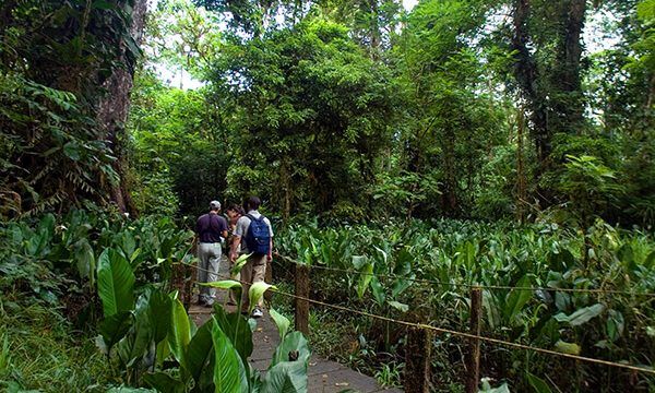 selva biological station birdwatching