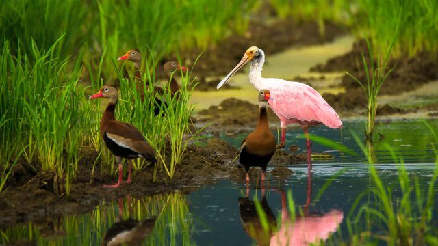 watching costa rica birds