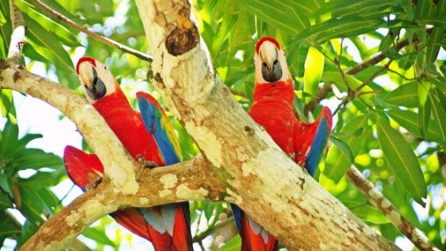 amazing birds of costa rica