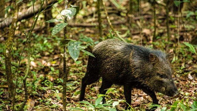 Top Costa Rica birding spots: #6. Corcovado National Park