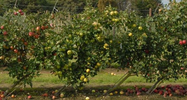 costa rica birding fruit trees