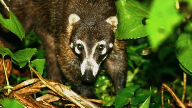 costa rica wildlife