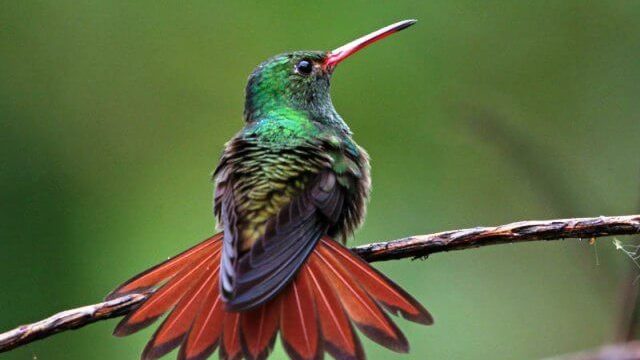 Costa Rica Birdwatching Guide: Hummingbird Bird, Costa Rica