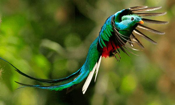 Costa Rica Birdwatching Guide: Quetzal Bird, Costa Rica