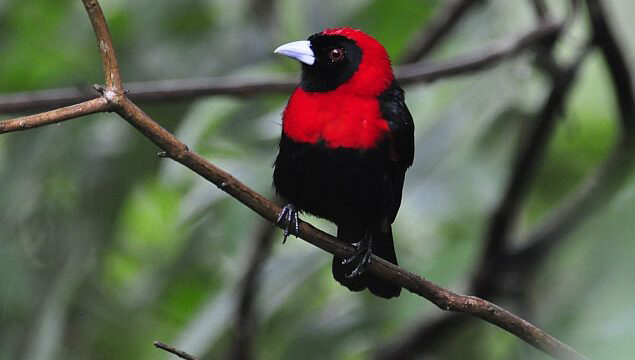 Top Costa Rica birding spots: #3 Sarapiqui Eco Observatory