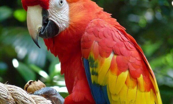 Costa Rica Birdwatching Guide: Scarlet Macaw Bird, Costa Rica