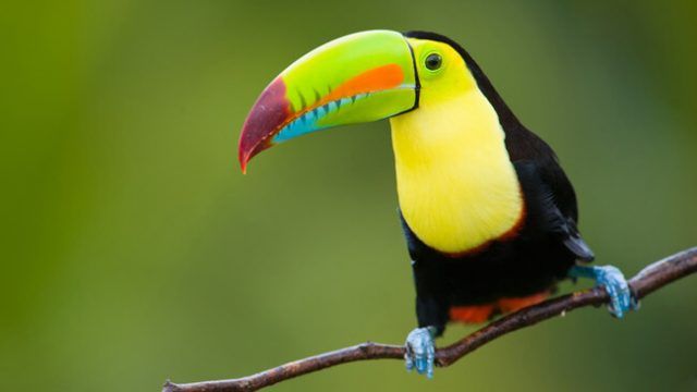 Costa Rica Birdwatching Guide: Toucan Bird, Costa Rica