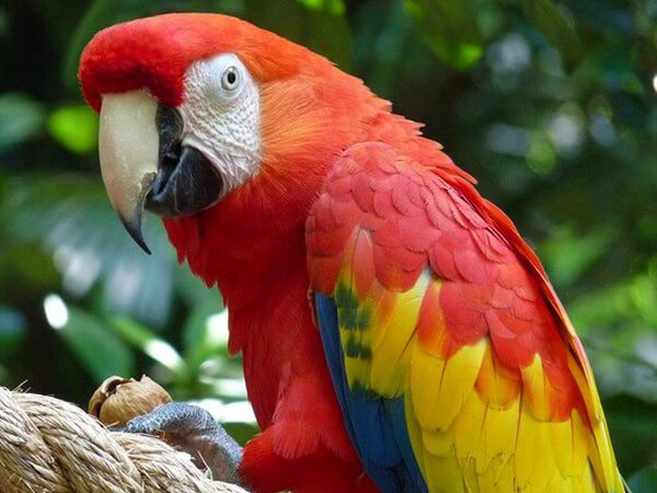 About Us | Costa Rica Bird Tours | Costa Rica Focus