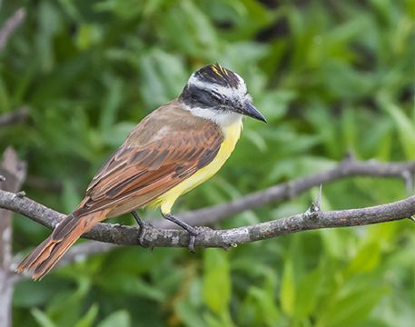 Central Pacific Birding Hotspots