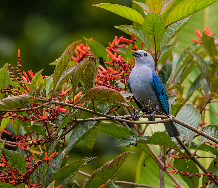 Birding Costa Rica Blog Tips on Costa Rica Bird Watching