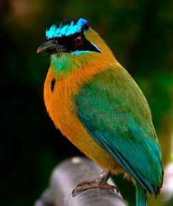 blue crowned motmot costa rica