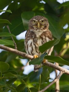 ferruginous pygmy owl bird costa rica