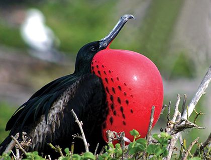 frigate bird costa rica